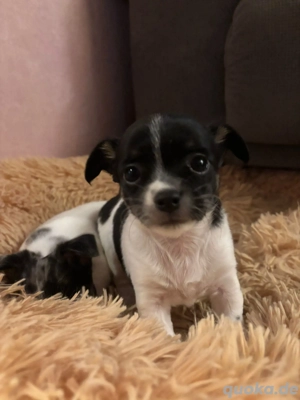 Chihuahua Welpen 