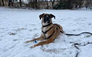 Kleine Kämpferin Lumina will sich in dein Herz kämpfen