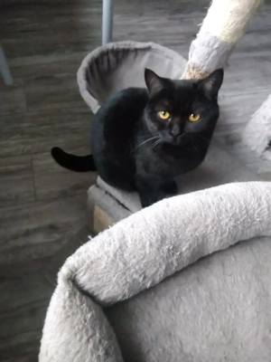 Schönes BKH-Katerchen