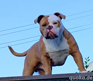 Old english Bulldog   ODIN   1J 3M   FCE Papiere