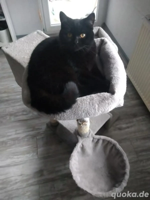 Große BKH-Kätzchen 