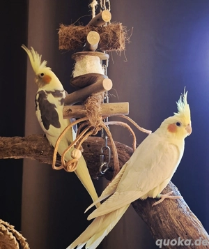 Zahme Nymphensittiche 