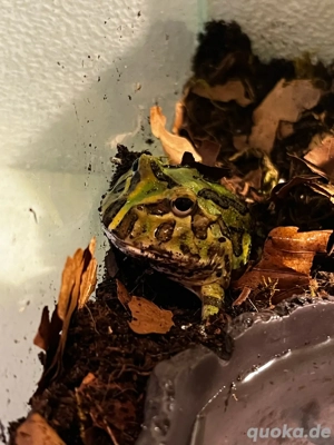 Schmuckhornfrosch (Packmanfrosch)