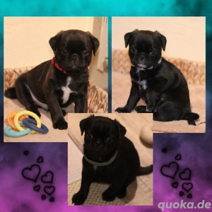 Wunderschöne reinrassige Mops Welpen Rüde Hündin Platinium