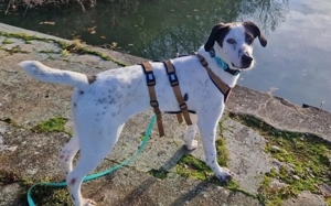 Mit Ozzy zieht gute Laune bei dir ein