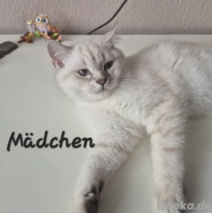 Zuckersüße BKH Kitten Silver Shaded