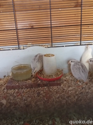  Chinesische Zwergwachteln aus Nachzucht 2025