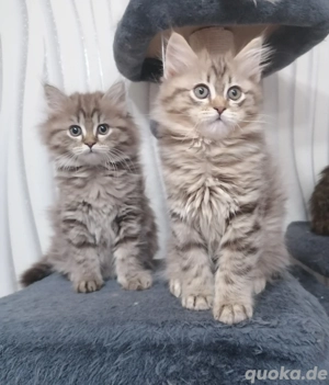 Britisch Langhaar Kitten