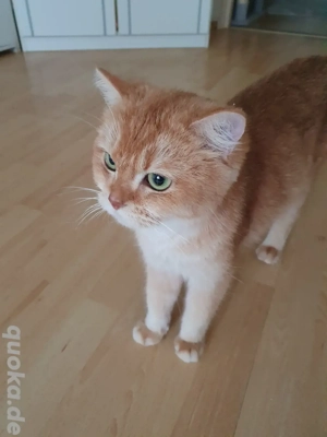 Britisch kurzhaar bkh in black golden shell weiblich 