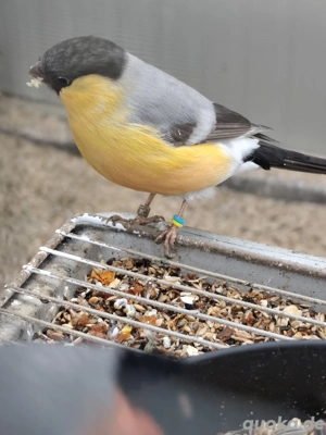 1x Paar nordische Dompfaffen in Gelbpastell von 2025