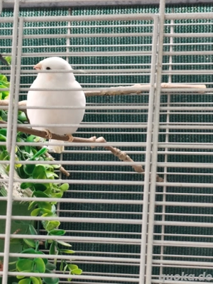 nordisches Dompfaff-Paar, weiß gescheckt zu verkaufen.