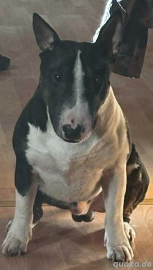 Miniature Bullterrier tricolor Deckrüde