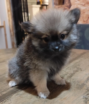 Chihuahua Pomerania 1  Welpe weiblich  geb. 8.11.25