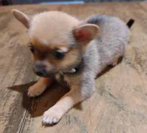 chihuahua pomeranian pomchi Welpen 2 Rüden geb. 8.11.2025