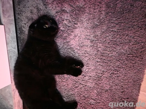 BKH Kater Scottish Folds