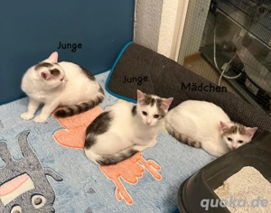 Babykatze jeweils 300 Euro