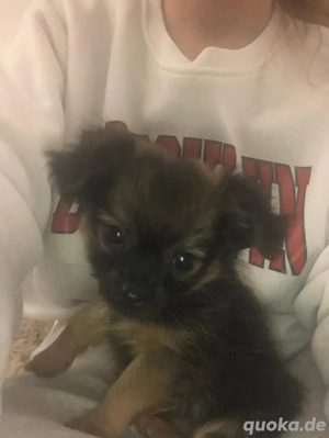 chihuahua welpen dürfen umziehen