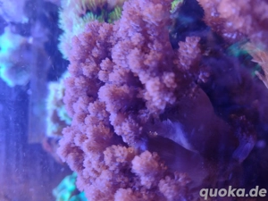 Korallen Kenia-Bäumchen für Anfänger 