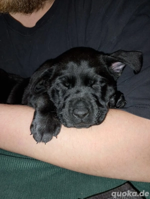 Labrador Schäferhund mix Hündin 