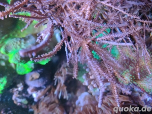 Korallen: Gorgonien, sehr einfach und für Anfangsphase geeignet
