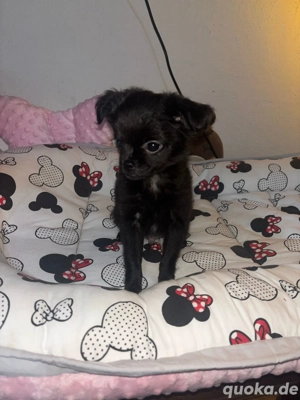 Chihuahua Mops Welpe sucht liebevolles Zuhause für immer 