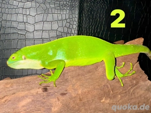 Brachylophus fasciatus