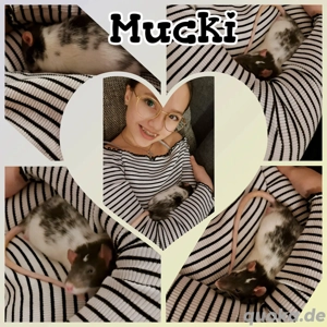 Baby Weibchen Ratten Farbratten total verkuschelt und kinderlieb 