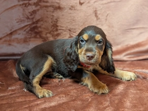 Hübsche Cockapoowelpen 