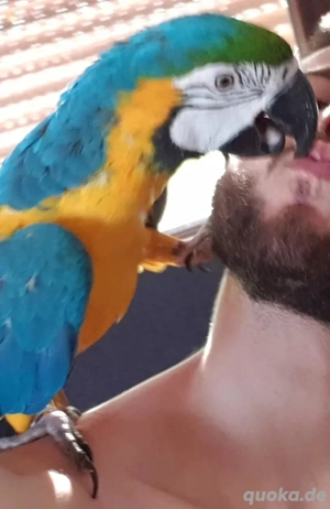 Blau-Gelber Ara (6 Jahre, zahm) - nur in erfahrene Hände abzugeben