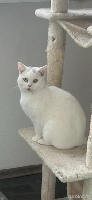 Britisch Kurzhaar  mix 