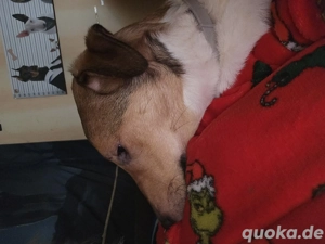 Jack Russel Mix  Ich suche ein liebevolles  Zuhause 