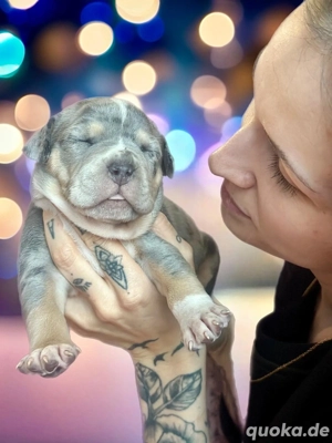 American Bully Tricolor XL