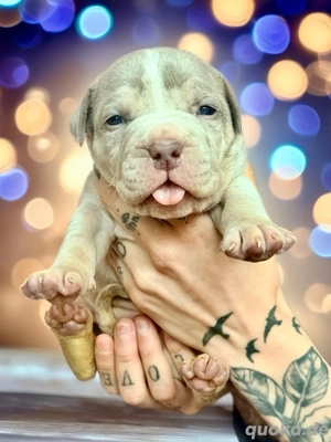American Bully XL Tricolor 