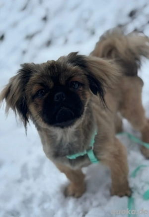 Reinrassiger Pekinesenrüde