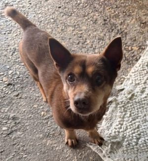 RODOLFO wünscht sich ein gemütliches Körbchen