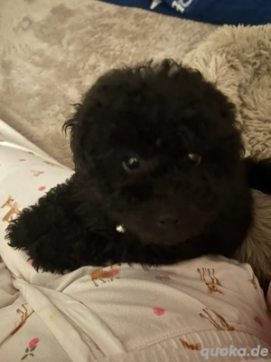 Pudel Kleinpudel weibchen Welpe