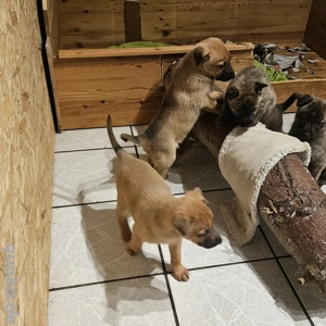 X-Herder + Mali Welpen!!!!!