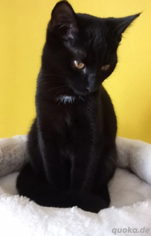 Kätzchen Schwarz sucht ein neues Zuhause. 