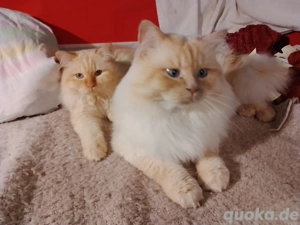 Birma - BLH (Britisch Langhaar) Kitten. 2 Jungs, abgabebereit.