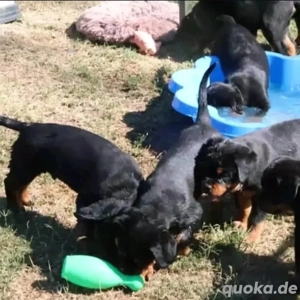 Rottweilerwelpen suchen ein neues Zuhause