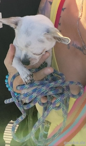 Chihuahua Deckrüde 2.3 kg