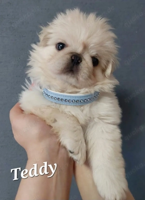 Bezaubernde altdeutsche Mopswelpen weiß (Fluffy)