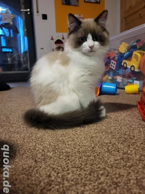 blh kater sucht ein schönes zuhause 