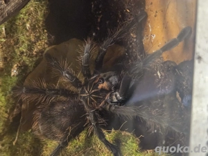 Verschiedene Vogelspinnen 