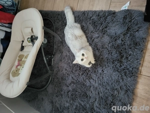 bkh katze mit stammbaum 