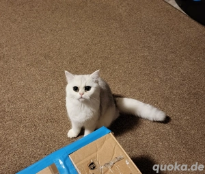 bkh katze mit stammbaum 