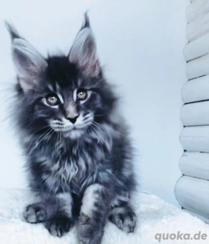 Maine Coon Kätzchen