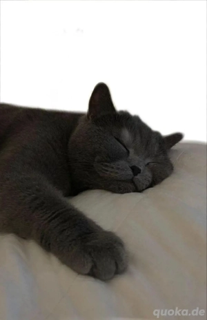 Britisch Kurzhaar BKH Katze BK sucht Zuhause
