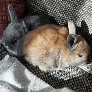 Zwergwidder Nachwuchs