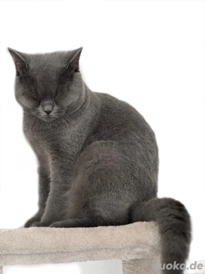 Britisch Kurzhaar BKH Katze BK sucht Zuhause